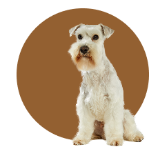 Perro